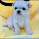 펫365 강아지분양 고양이분양 전주본점 이미지