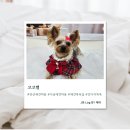 코코피부 | 예민한강아지피부 목욕 코코별 솔직후기