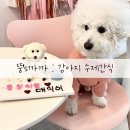 뚱's 까까 | [뚱‘s까까] 뚱스까까 강아지수제간식 강아지케이크 청주수제간식 청주강아지간식 청주강아지케이크...