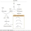 구운 양파는 왜 단맛이 날까? 이미지