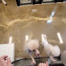 몽쁘띠끄 이미지