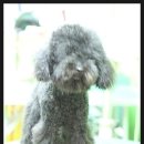 코지펫살롱 이미지