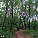 우면산3-28 이미지