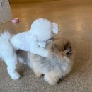 수지애견 이미지