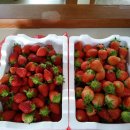 현진농장 이미지