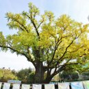 방학동 은행나무 이미지