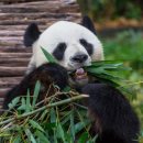 판다 이미지