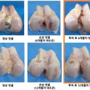 (주)강스템바이오텍 이미지