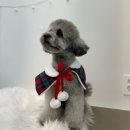 브라이트 독 이미지