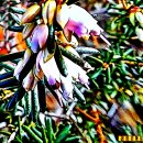 에리카(ERICA)
