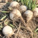 안금농장 이미지