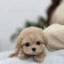 퍼피메이트 안심분양센터 동탄 강아지분양 이미지