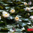 서오지리연꽃마을 이미지