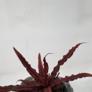 경인문고주 이미지