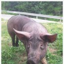 맛좋돼지 이미지