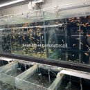 고래의꿈 수족관 이미지