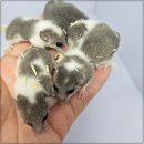 펫엔글라이더 천안점 이미지