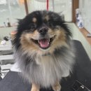 블루밍 펫 살롱 이미지