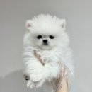 내품안의반려견 노원점 이미지