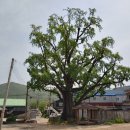 은행나무 펜션 이미지