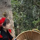 노반