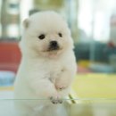 애견명가 이미지