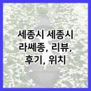 세종시 세종시 라쎄종, 리뷰, 후기, 위치