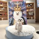 코코스퀘어 애견미용 이미지