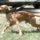 JAH NEST 90 KENNEL'S HAUNCH JR (1XW) 이미지