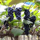 정보화마을중앙협회 이미지