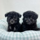 대박펫살롱 이미지