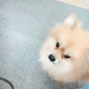 차지우동물병원 이미지