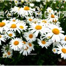 데이지