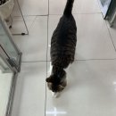 효창동물병원 이미지