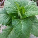 부자 흑염소농장 이미지