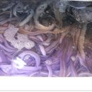 바다산꼼장어 이미지