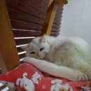 다래동물병원 이미지