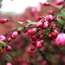 꽃들의이야기 이미지