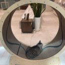 오송 봄봄 동물병원 이미지