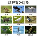 들개 | 두더지퇴치기 새 방서기 퇴치기 들개 노루 후기와 사용 경험