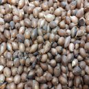 초일농장 이미지