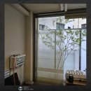 비로소한의원 | 창가인테리어 식물인테리어 따뜻함을 전하는 마포 한의원 플랜테리어