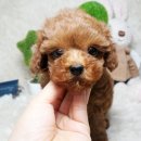 고려애견샵 이미지