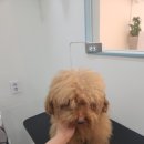 이로애견미용실 이미지