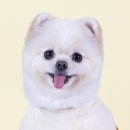 댕즈 이미지