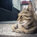 이태원동물병원 이미지