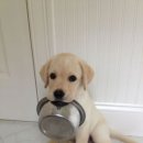 쁘띠샤방 이미지