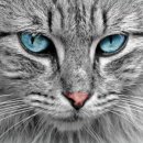 원사락 다기능회관 | 성북구 방충망 스파이더 고양이도 안심하는 방묘창 설치