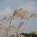 경남 창녕 화왕산 억새밭 - 추억이 단풍 든 은빛 꽃바다 (한겨레신문) 이미지