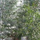 화랑농장 이미지